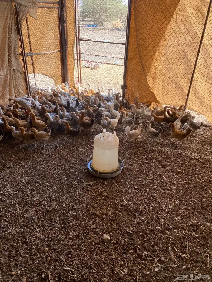 صوص بلدي عمر شهرين 0