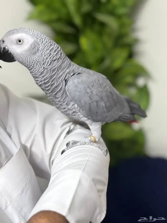 كاسكو أفريقي جامبو أليف وبحر كلام تبارك الرحمن 12