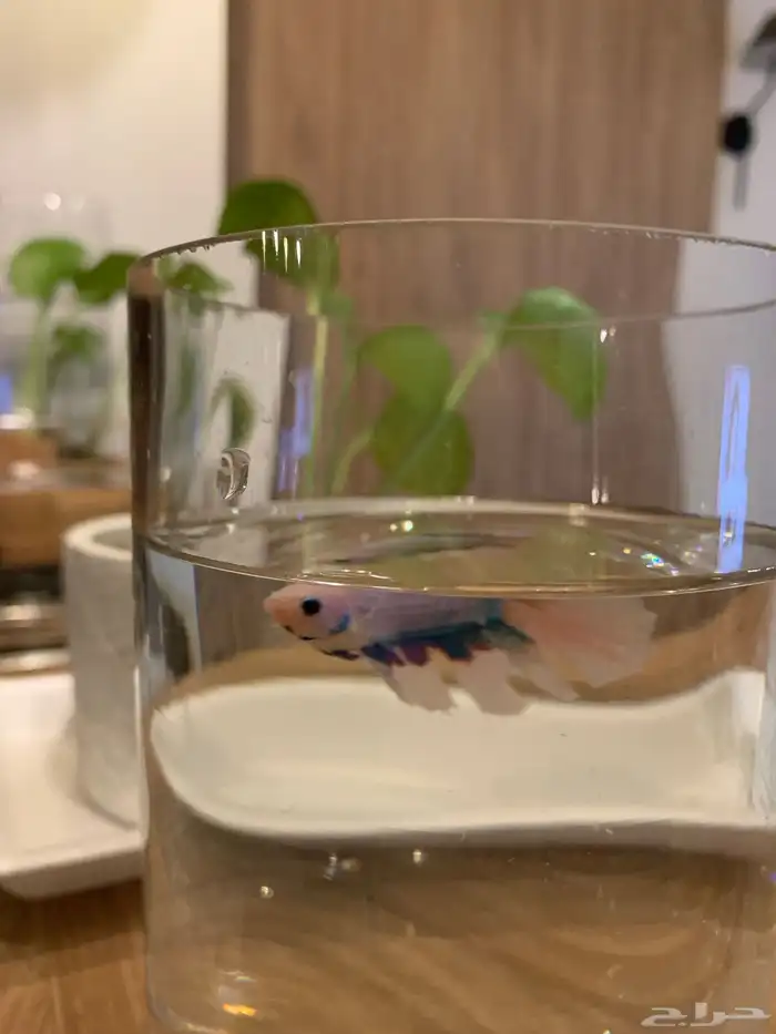 سمك زينه للبيع 7