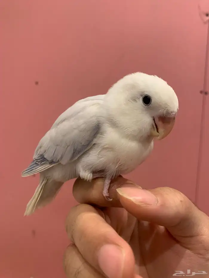 فروخ روز هدد 0