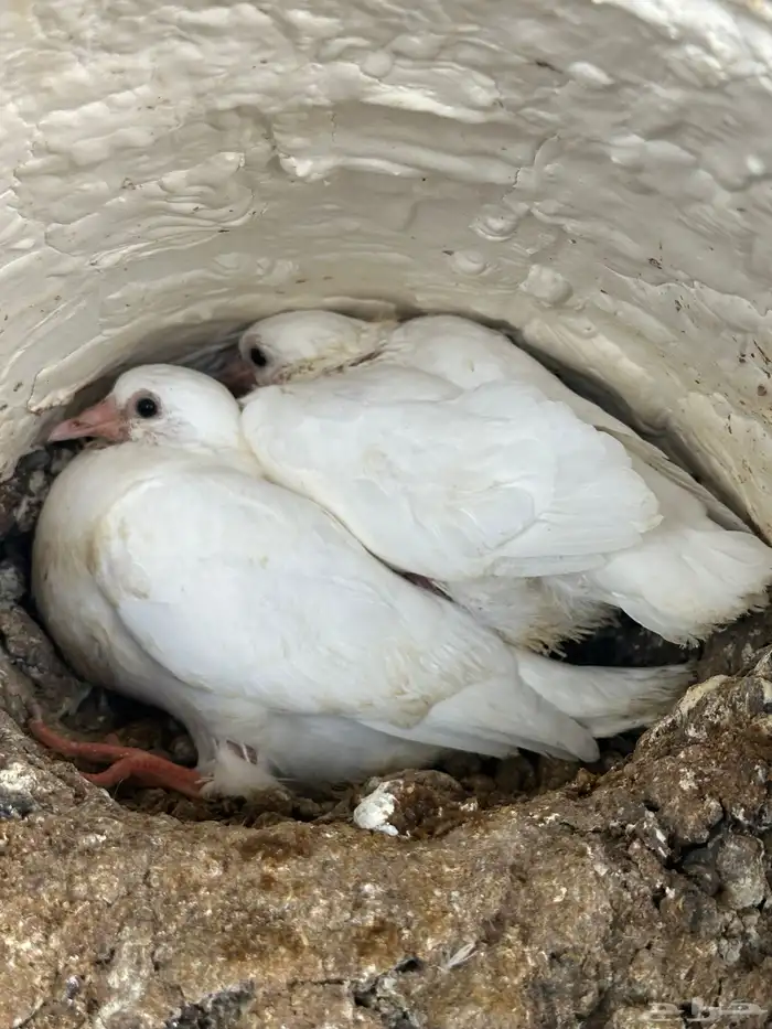 7 اجواز فراخة لاحم فرنسي ( تم البيع ) 6