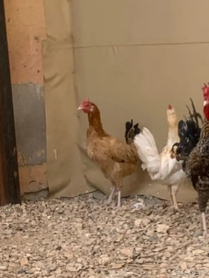 سلام عليكم دجاج بلدي اثنين ديك تركي فرنسي الموقع الغاط 3