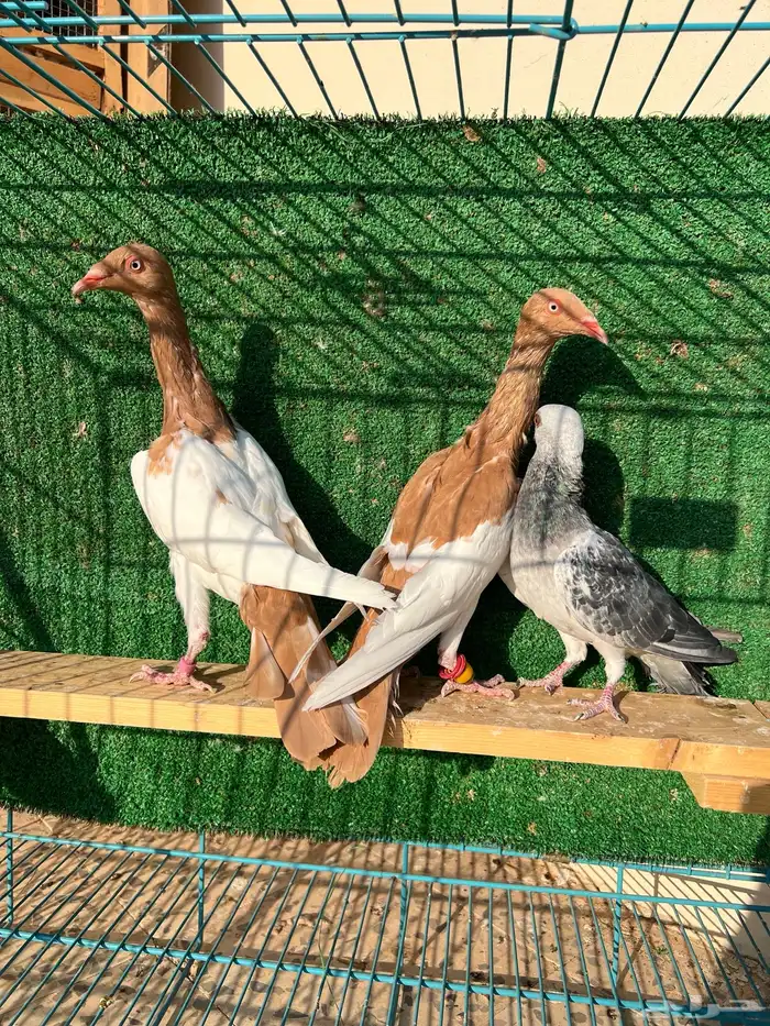 دنش مسوبع اصفر 1