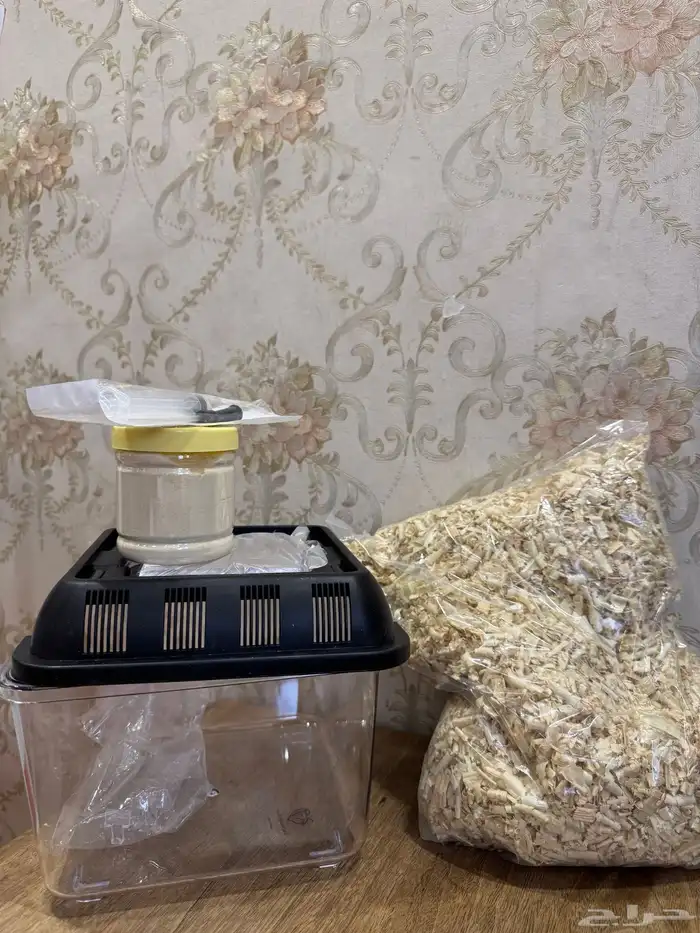 فرخ سنغالي يويو (((تم البيع))) 2