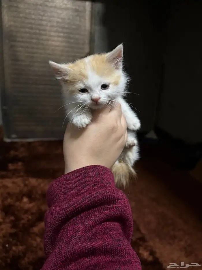 قطط للتبني 3