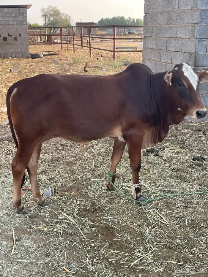 جنوب صامطه 2