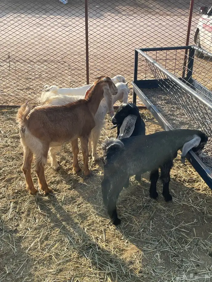 جفرات وتيوس 22