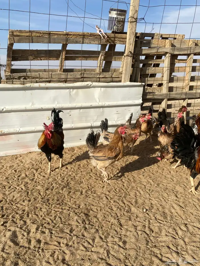 دجاج بلدي للبيع 5