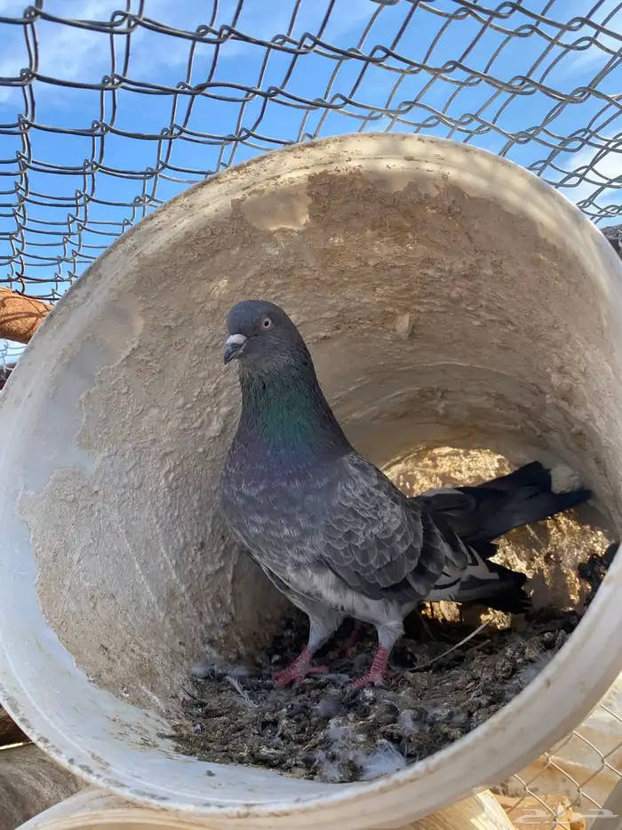 حمام باكستاني 10