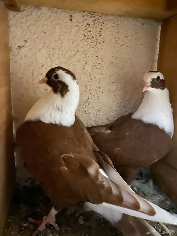 حمام نجفي - لبناني 6