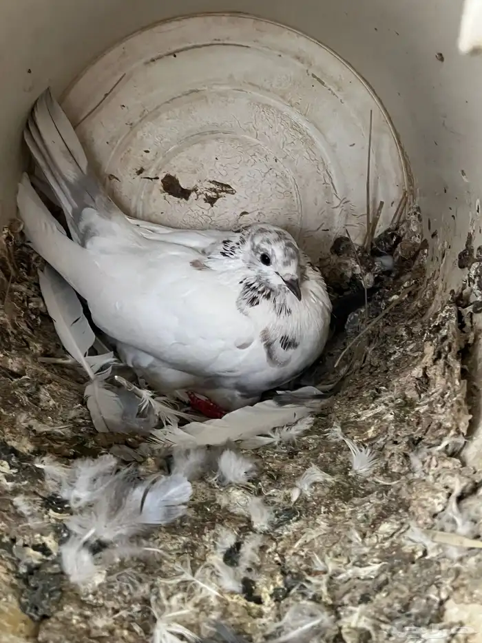 عشة حمام كامله للبيع 8