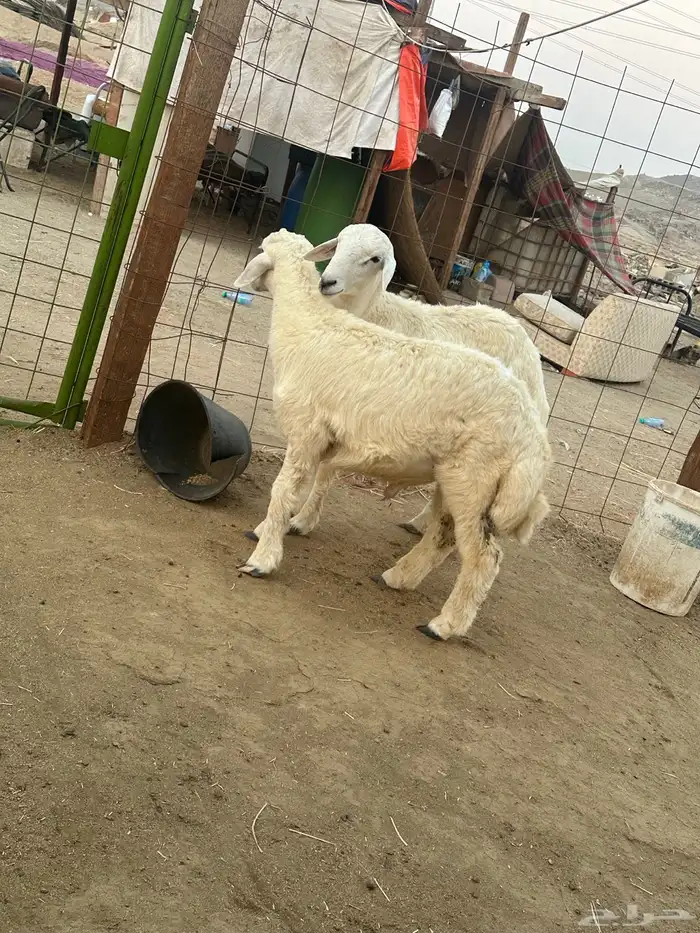 طليان حريه ذبايح تم البيع 3