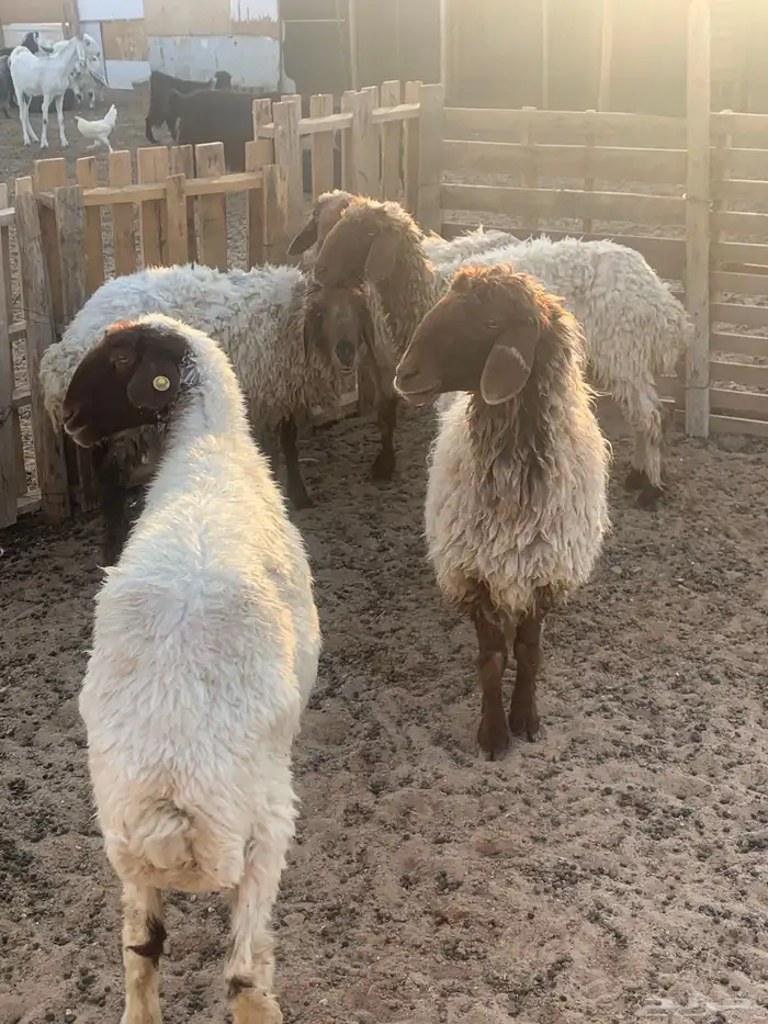 غنم العدد 5 شرط الصحه وأمورهم طيبه 4