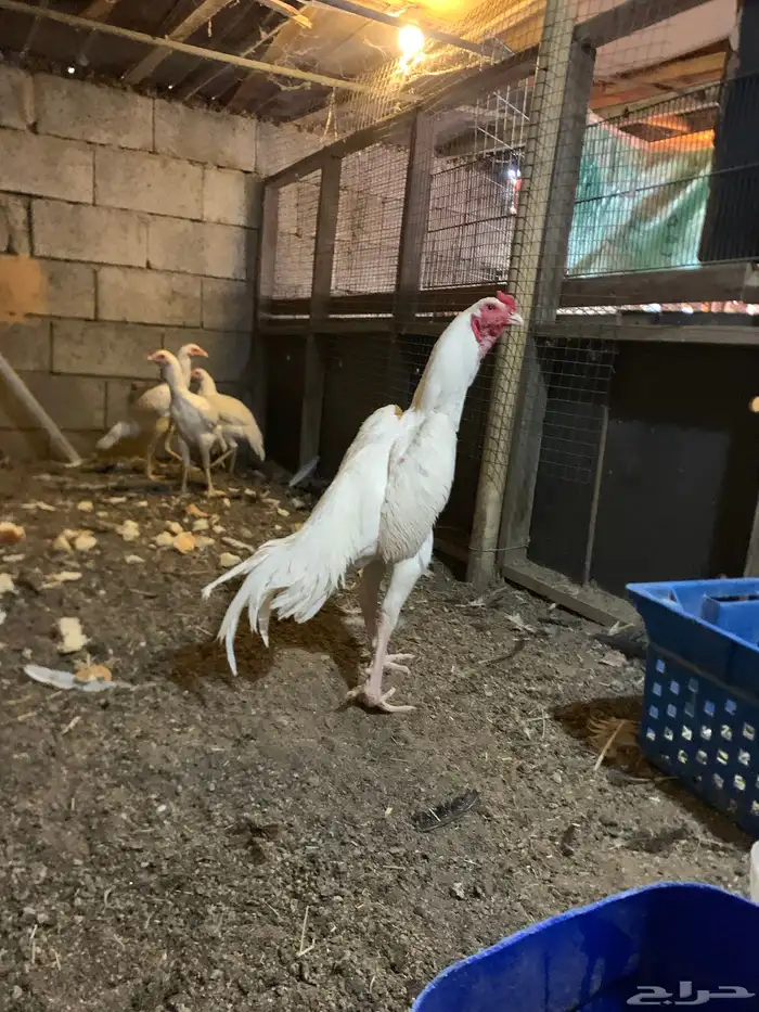 ديك شامو ماشاالله تبارك الرحمن 0