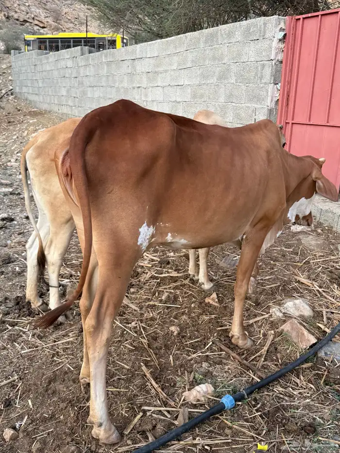 بقر للبيع 8