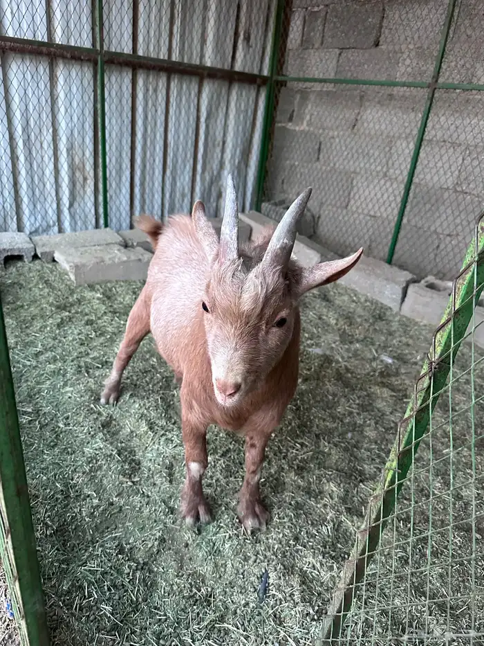 تيس قزمي الصحه سليم 0