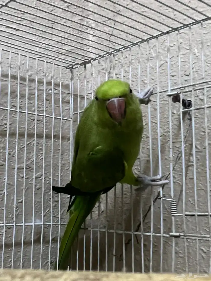 انثى دره هندي 2