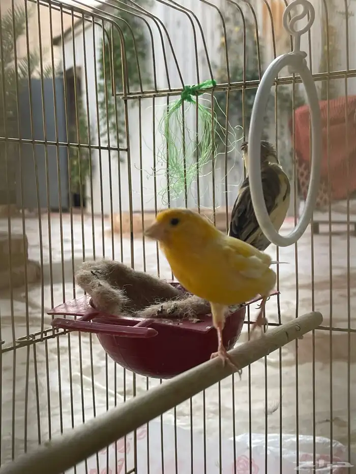 كناري سوري 9