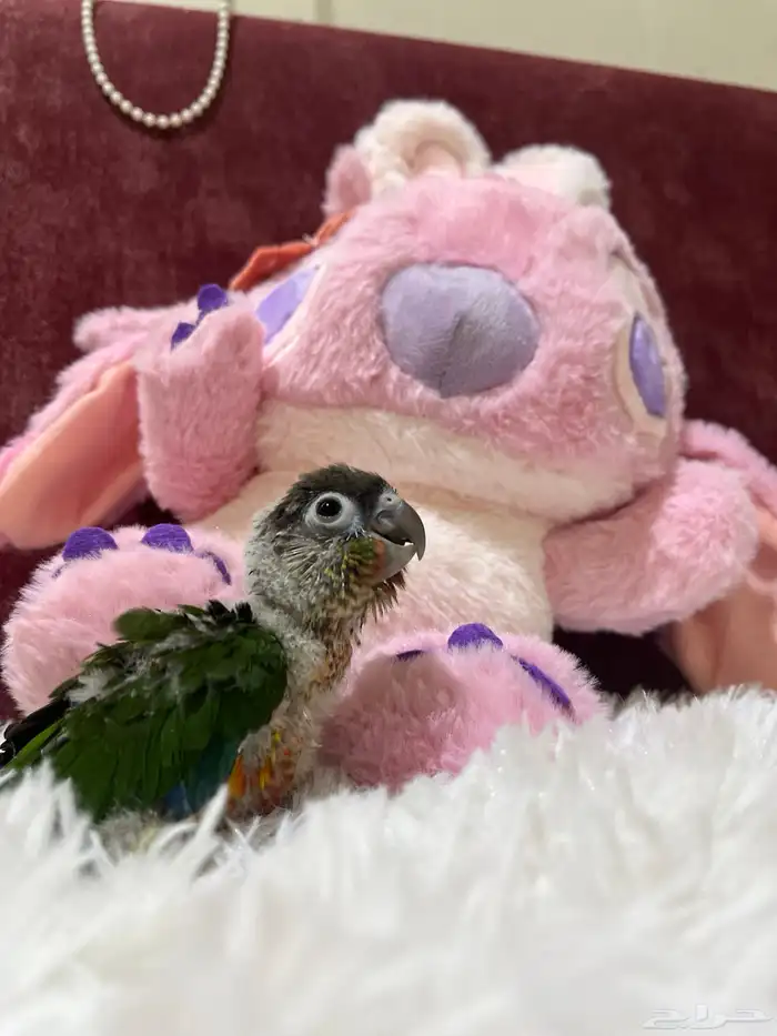 فروخ كنيور للبيع 4