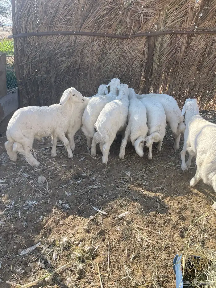 خرفان للبيع في بيشة 1