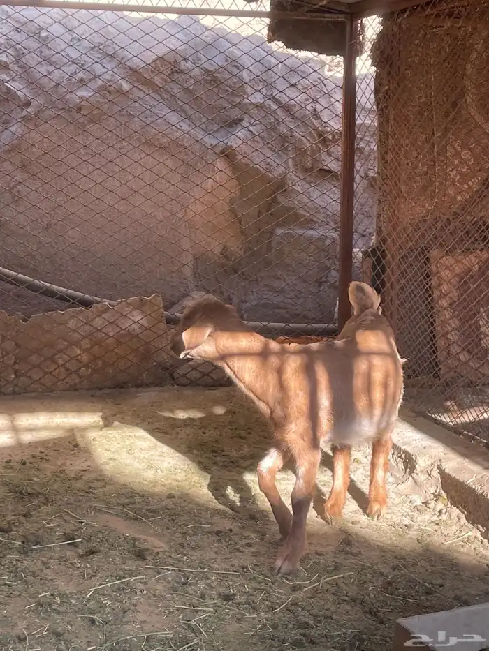 عنز عليها عناق 2