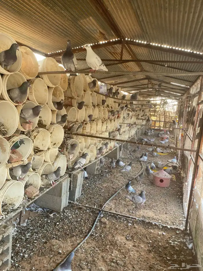 مشروع حمام منتج 8