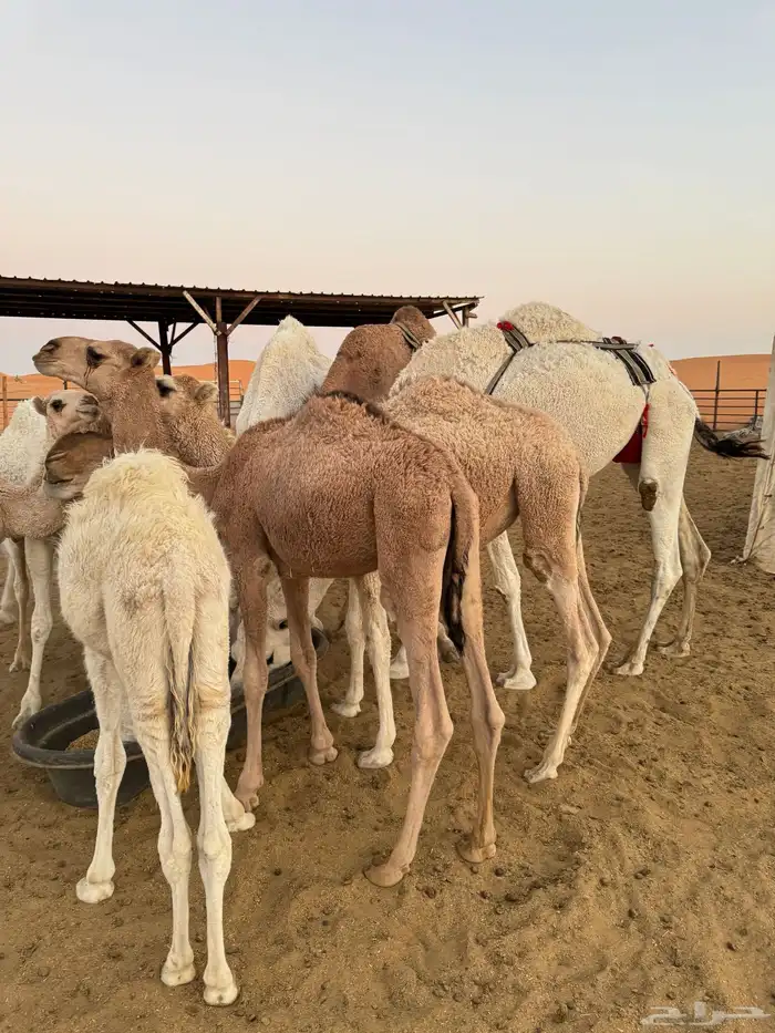 بيع حواشي وبكار 2