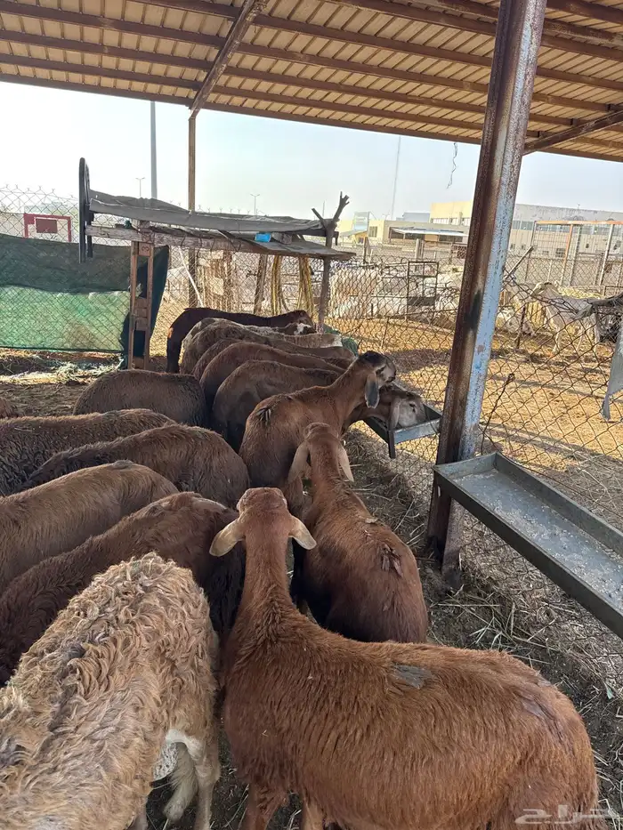 موسسة كنوز البراري للبيع المواشي 3