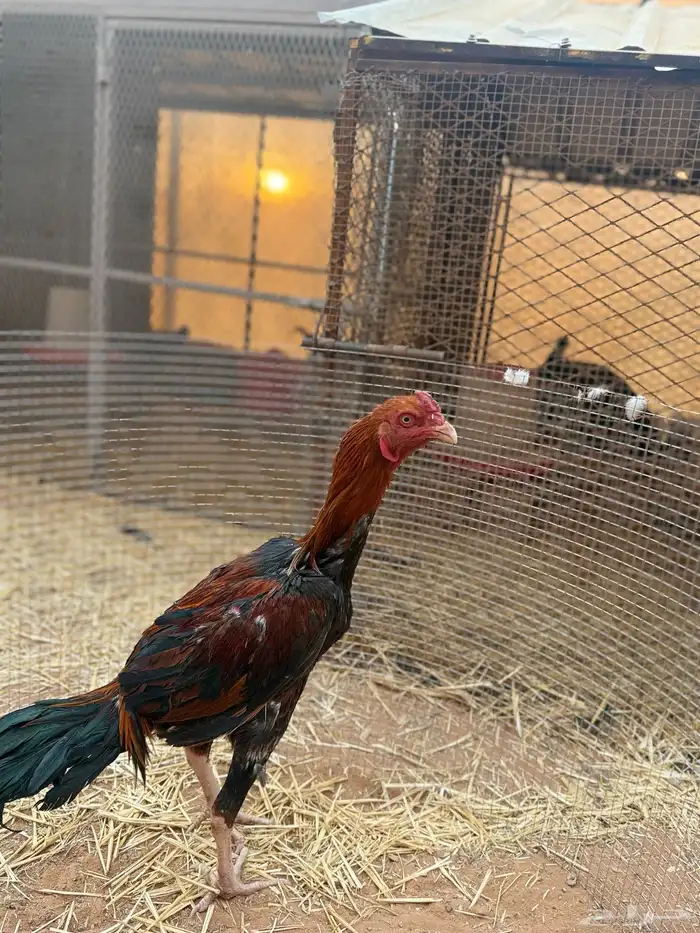 للبيع ديك باكستاني 6