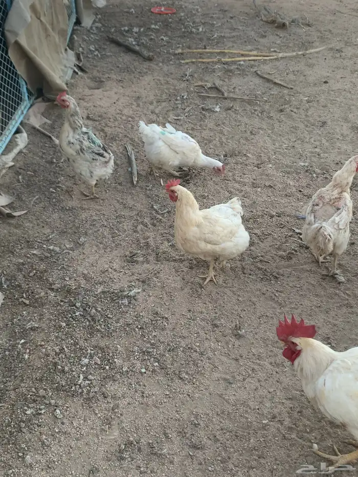 دجاج لوهمان مستوى 7