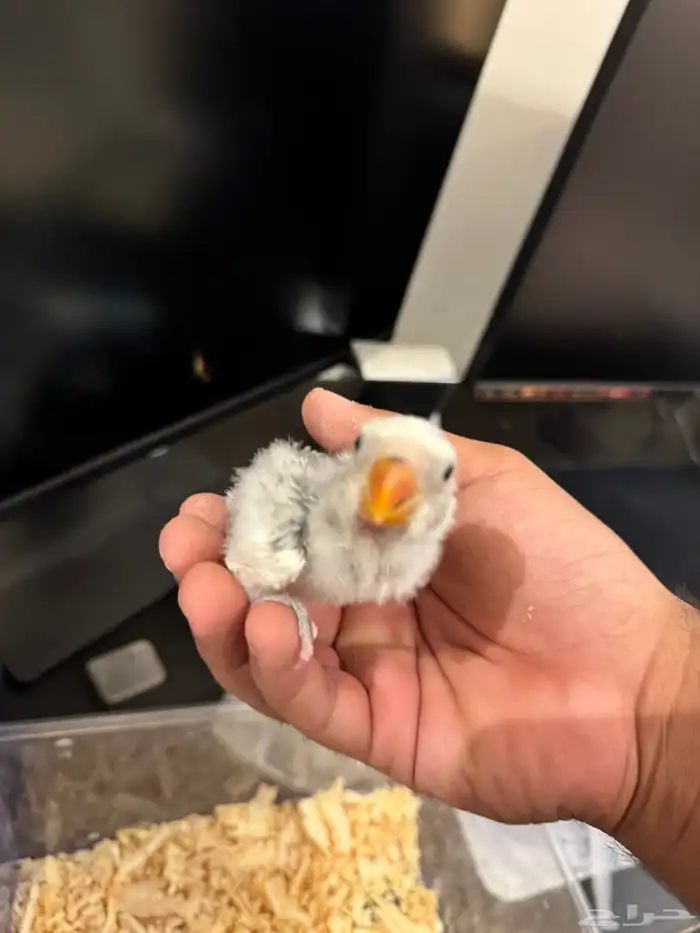 فرخ روز تصنيف بطل 0