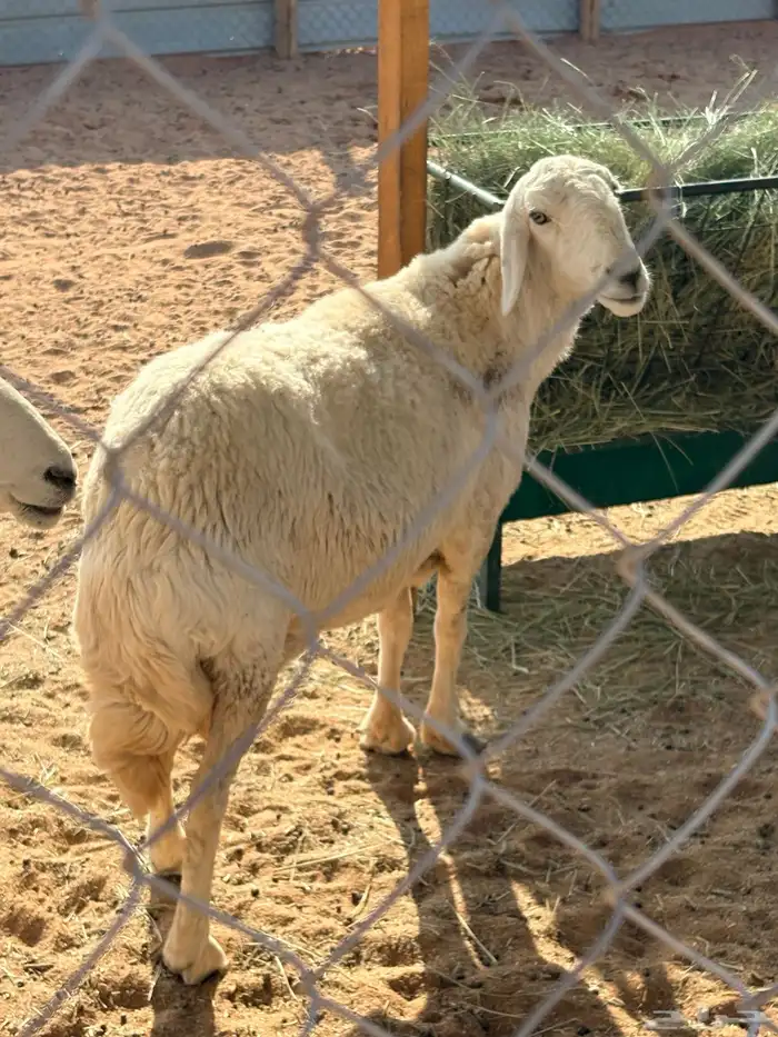 حريات للبيع برماح 1