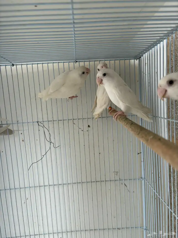 للبيع جوزين روز 1