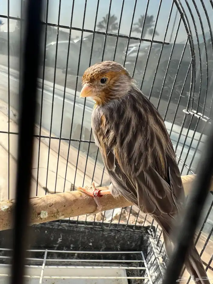 ذكر كناري اغات احمر تغريد 5