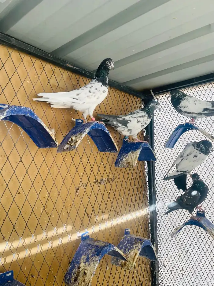 حمام باكستاني 2