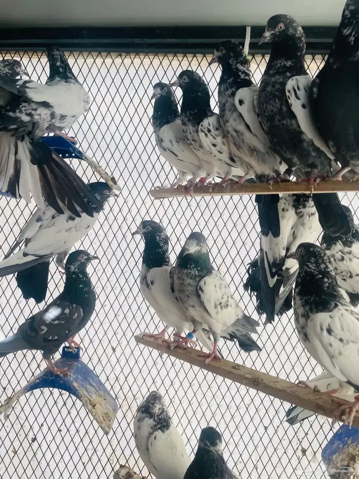 حمام باكستاني 1