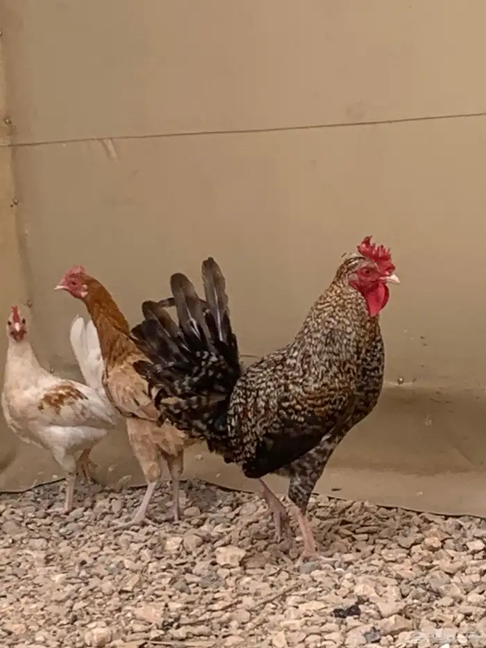 سلام عليكم دجاج بلدي اثنين ديك تركي فرنسي الموقع الغاط 2