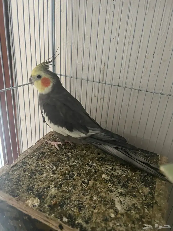 ذكر كروان للبيع 0