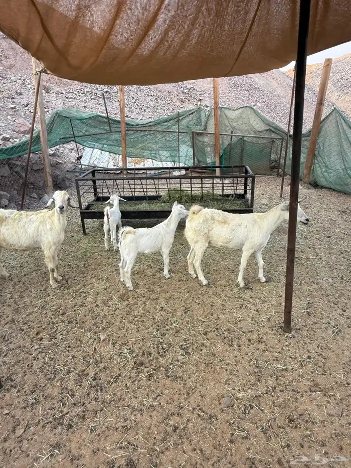 عرض وبيع ماعز بيشي ثنتين مواليد 5