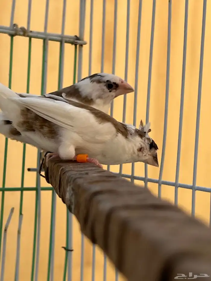 طيور جوز زيبرا بنقالي للبيع 3