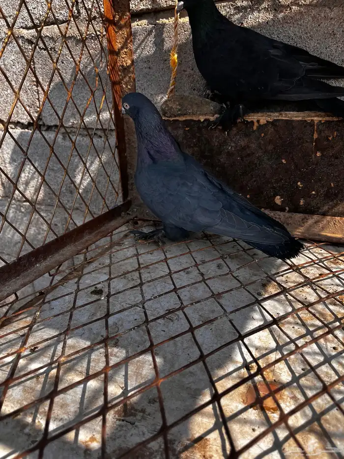 حمام تركي اسود لمعه 7