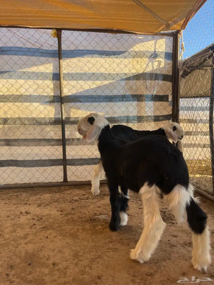 مشاريع فحول نجد 16