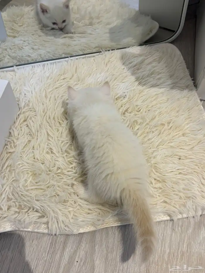 قطط للبيع ليست للتبني 2