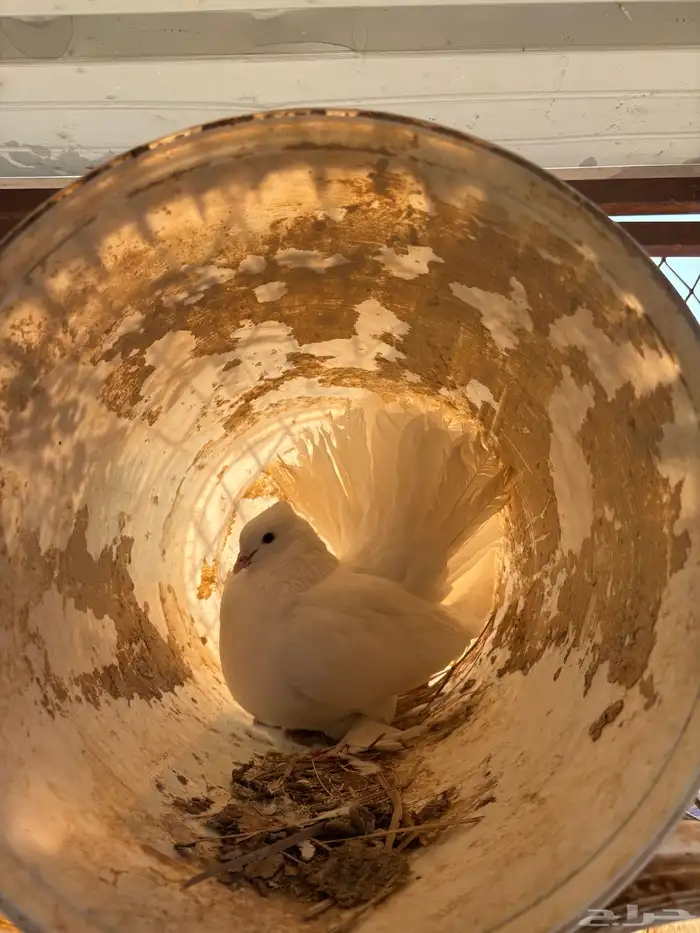 للبيع حمام رقاص ابيض 4