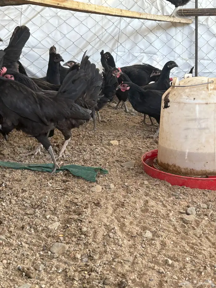 دجاج بلدي 10