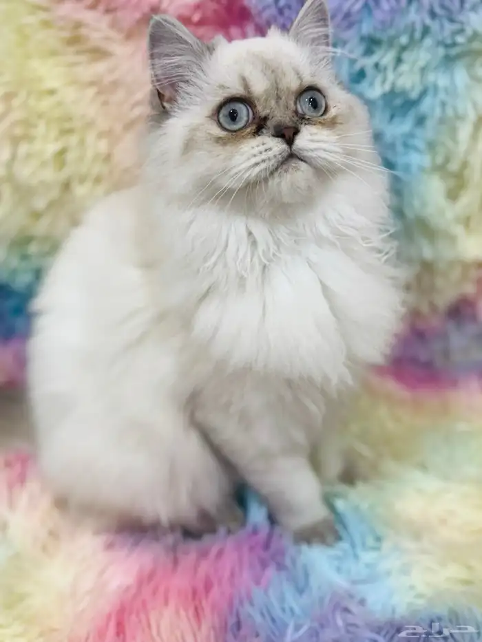 قطة انثى للبيع 2