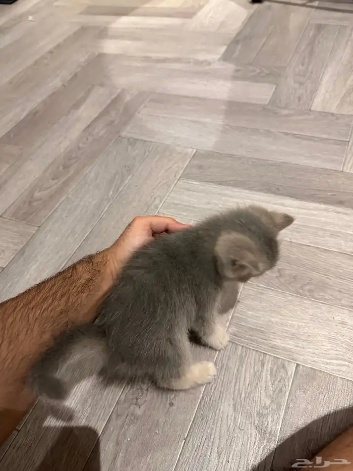 سكوتش استريت 3