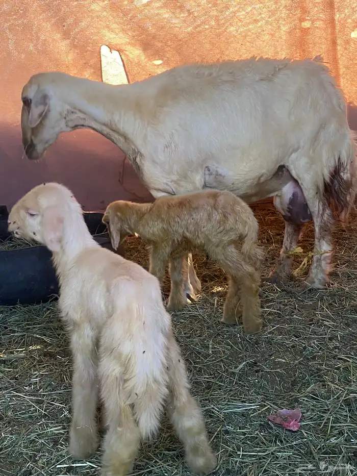 نعجه صفرا عليها رخلين والده اليوم ديد مكفل رقم واحد 3