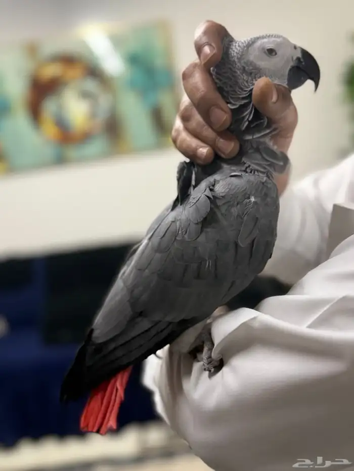 كاسكو أفريقي جامبو أليف وبحر كلام تبارك الرحمن 9