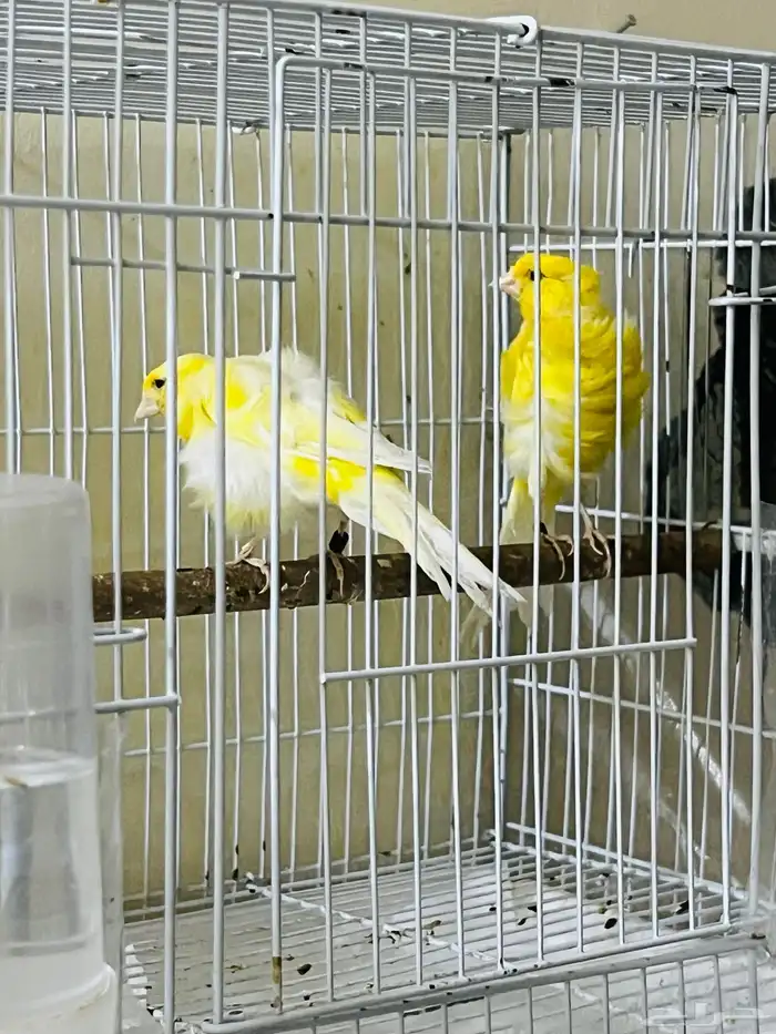 جوز كناري مفتل جاهز 0